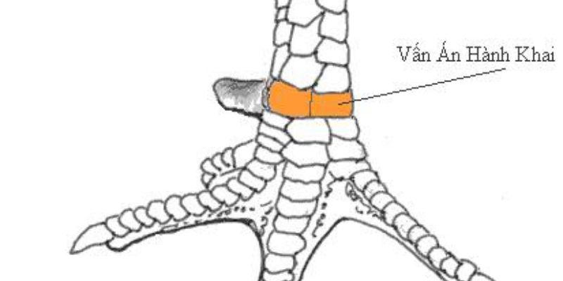 Vảy Gà Vấn Cán - Đặc Điểm Vảy Gà Độc Và Hiếm Nhất 5 Đánh giá mức độ tốt xấu của vảy vấn cán