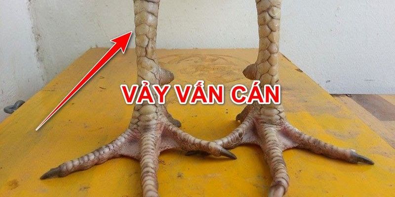 Vảy Gà Vấn Cán - Đặc Điểm Vảy Gà Độc Và Hiếm Nhất 2 Vảy Gà Vấn Cán - Đặc Điểm Vảy Gà Độc Và Hiếm Nhất 2024