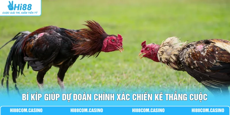 Đá Gà Sabong - Hướng Dẫn Cá Cược, Luật Chơi Mới Hiện Nay 3 Bí kíp giúp dự đoán chính xác chiến kê thắng cuộc
