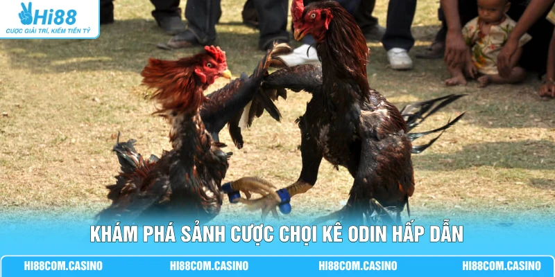 ODIN Đá Gà Sôi Động Cùng 36 Trận Đấu Mỗi Ngày Tại Hi88 1 Khám phá sảnh cược chọi kê ODIN hấp dẫn