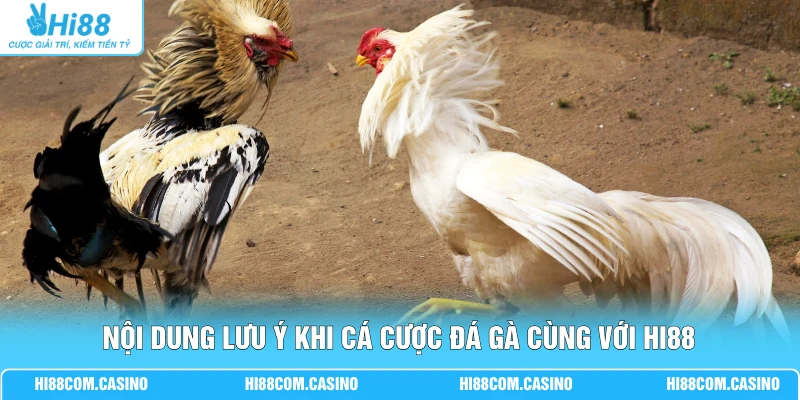 WS168 Đá Gà - Cá Cược Chọi Kê Trực Tuyến Cùng Hi88 3 Nội dung lưu ý khi cá cược đá gà cùng với Hi88