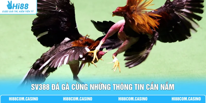 SV388 Đá Gà - Sảnh Cược Thu Hút 999+ Lượt Xem Chọi Kê 2 SV388 đá gà cùng những thông tin cần nắm